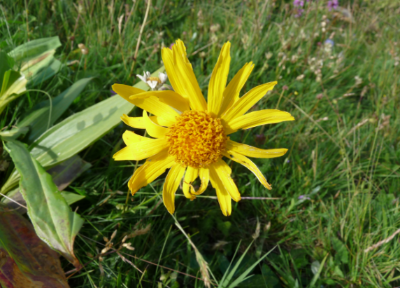 ARNICA MONTANA Photo Dr Flour ARNICA MONTANA Photo Dr Flour